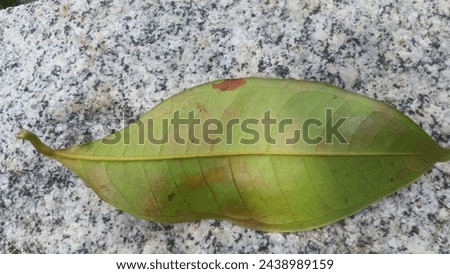 this is a picture of a leaf