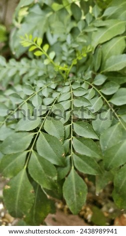 Natural blooming Curry plant leaves bushes. Best picture of Curry plant to be used.