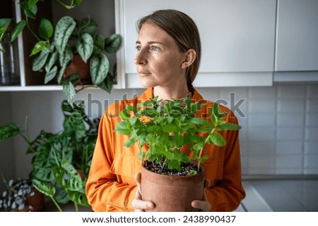 Woman holding grown at home mint bush in flowerpot in hands on kitchen. Gardener amateur plant lover female growing edible fresh herbs. House planting, gardening eco products ingredients for cuisine. Royalty-Free Stock Photo #2438990437