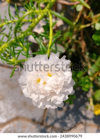 Stunning close-up of Portulaca Grandiflora(Moss-rose-purslane,Rose moss, Mexican rose,sun rose,table rose,rock rose,eleven o'clock) with details ultrahd hi-res jpg stock image photo picture top view 