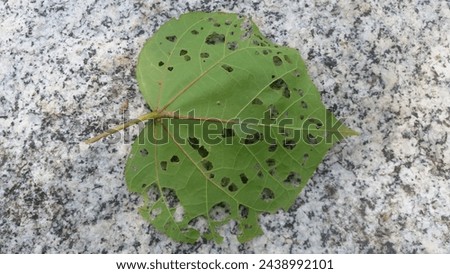 this is a picture of a diseased leaf