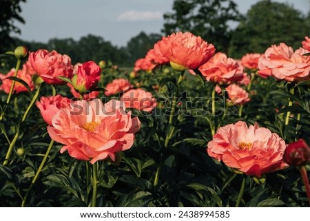 Beautiful Coral Charm peony flowers bloomng in the garden, close up. Natural summer flowery background.