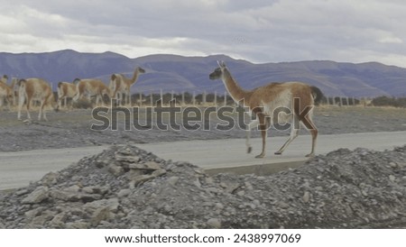 Slow-mo video shows a guanaco crossing a road, underscoring wildlife traffic dangers. Royalty-Free Stock Photo #2438997069