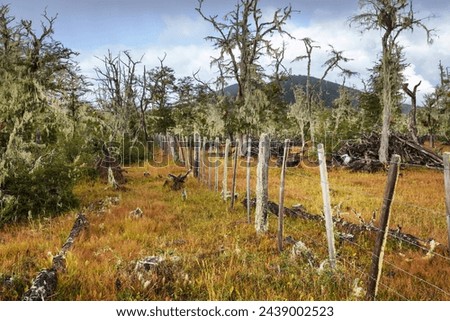 Lichen-covered Antarctic beech (Nothofagus sp.) forests near Ushuaia, Argentina Royalty-Free Stock Photo #2439002523