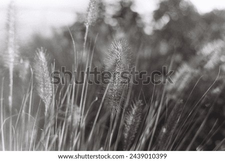 Autumn ornamental grass on a black and white photograph