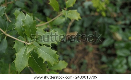 Holly Jolly "Mistletoe" plant. Christmas mistletoe