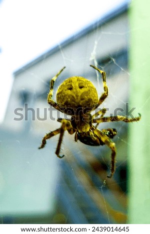 This is a picture of a spider.