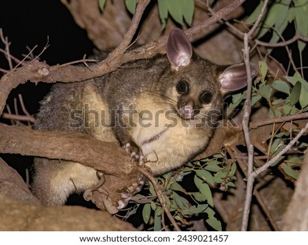 Brush-tailed Possum in NSW Australia Royalty-Free Stock Photo #2439021457