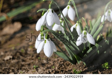 The first snowdrops in the garden in sunlight and beautiful blurred bokeh. Snowdrop is a spring flower with a bright shining sun Royalty-Free Stock Photo #2439022959