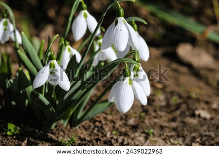 The first snowdrops in the garden in sunlight and beautiful blurred bokeh. Snowdrop is a spring flower with a bright shining sun Royalty-Free Stock Photo #2439022963