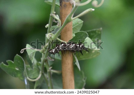 Fantastic white and black spikey caterpillar climbing up a plant. Royalty-Free Stock Photo #2439025047