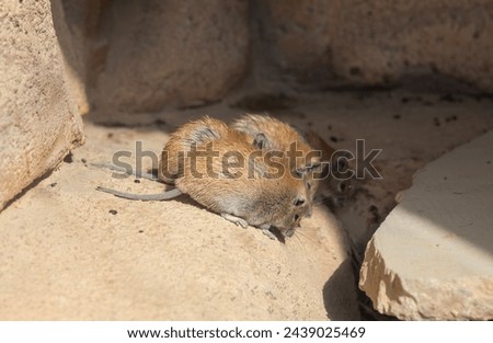 The golden spiny mouse (Acomys russatus) Royalty-Free Stock Photo #2439025469