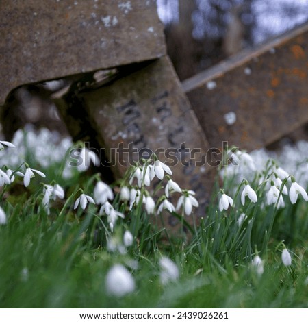 Snowdrops in a cemetery infant of a gravestone saying In Loving Memory. A Low Depth of Field Picture. The picture is taken in an ancient cemetery in the Shropshire Village of Morville.