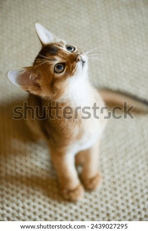 Portrait of a sweet Abyssinian Kitten Royalty-Free Stock Photo #2439027295