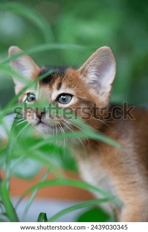 Abyssinian Kitten between the Plants on the Balcony Royalty-Free Stock Photo #2439030345
