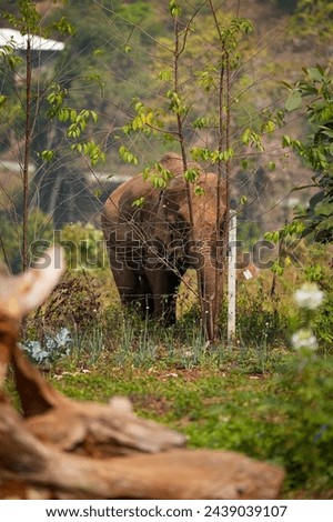 elephant kid play and walk invade the fence in sanctuary Royalty-Free Stock Photo #2439039107