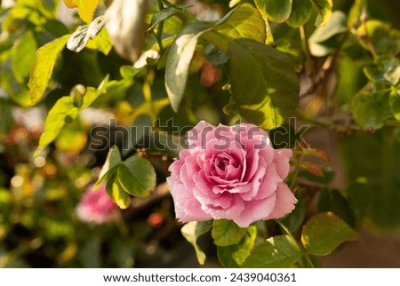 A beautiful pinky rose flower in the garden, sunny morning Royalty-Free Stock Photo #2439040361