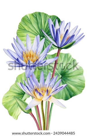 Purple Lotus watercolor botanical illustration. Lilies Flowers isolated background, watercolor botanical illustration