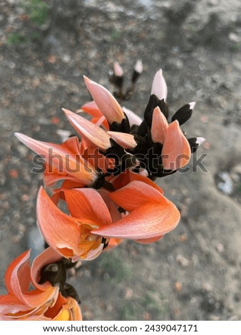 Close up picture of Palash flower.