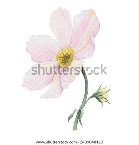 Pink and white Cosmea flower. Cosmos bipinnatus. Isolated hand drawn watercolor illustration of Mexican aster. Summer floral design for wedding invitations, cards, textiles, wrapping paper
