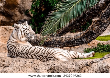 Photo Picture of a Rare White Striped Wild Tiger