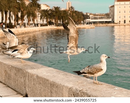 Seagulls hanging around like they own the place. Perhaps they do. Royalty-Free Stock Photo #2439055725