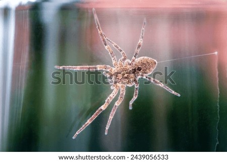 Nosferatu spider, trapped under glass with spun thread Royalty-Free Stock Photo #2439056533