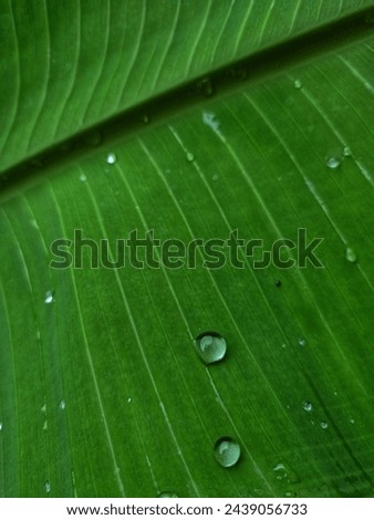 Close up photo of the surface of a fresh green banana leaf, on top of which there are raindrops. Photos for background photo purposes and the like. 