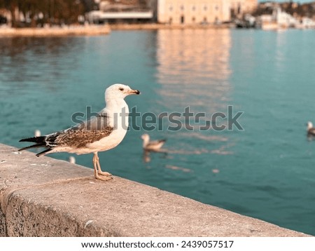 A beautiful seagull enjoying the sunset in Split, Croatia. Royalty-Free Stock Photo #2439057517