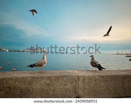 Platonic seagull lovers on a romantic date in Split, Croatia. Royalty-Free Stock Photo #2439058951