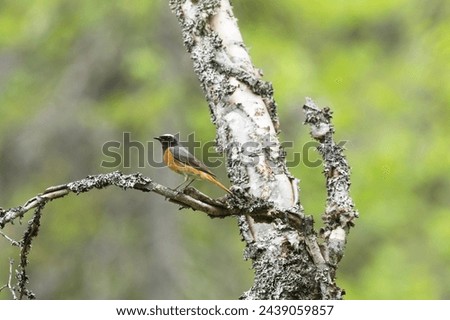 Male Common redstart perched on a beautiful summer day in Salla National Park, Northern Finland Royalty-Free Stock Photo #2439059857