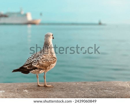 Seagull on the Adriatic coast Royalty-Free Stock Photo #2439060849