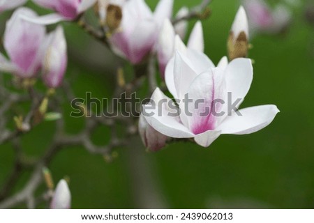 Beautiful Blossoms on a Magnolia Tree