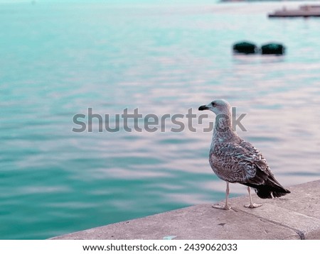 Seagull looking at the sea in Split, Croatia. Royalty-Free Stock Photo #2439062033