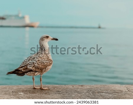 Just a seagull being a great model and enjoying the photo shoot in Split, Croatia Royalty-Free Stock Photo #2439063381