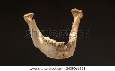 Antique human jawbone specimen on a dark background, indicative of archaeological interest or museum exhibition. Neanderthal bones have been found in Málaga in the Cave of Boquete de Zafarraya