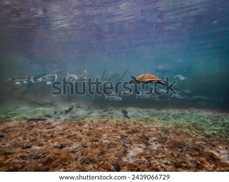Freshwater river turtle swims through a school of fish in the clear waters of Troy Springs State Park, Florida