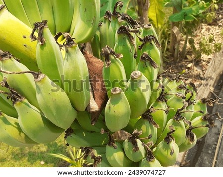 Green bananas in a farmer's farm