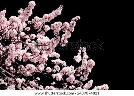 Spring pink flowers on tree branches on dark background
