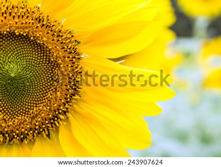 close up of sunflower left side