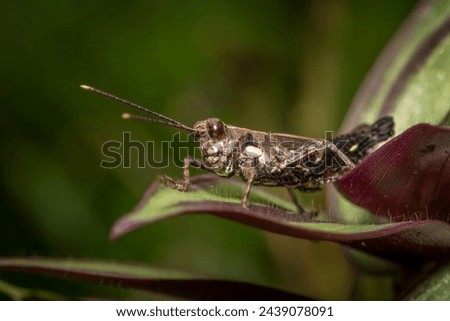 Short-horned grasshopper on a leaf, photo made in Taiwan Royalty-Free Stock Photo #2439078091