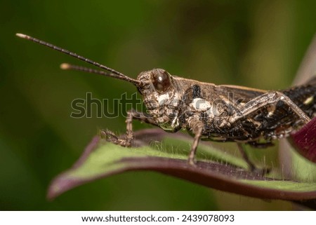 Short-horned grasshopper on a leaf, photo made in Taiwan Royalty-Free Stock Photo #2439078093