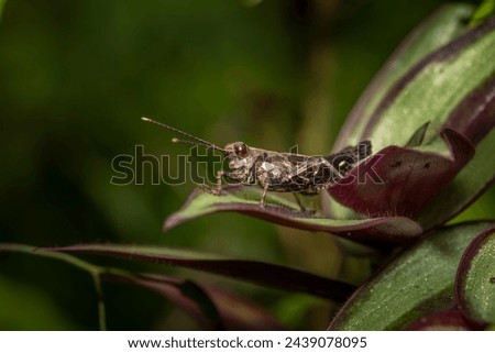 Short-horned grasshopper on a leaf, photo made in Taiwan Royalty-Free Stock Photo #2439078095