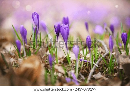 purple crocuses growing in spring