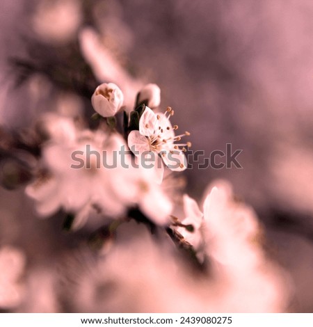 Beautiful color nature, spring blooming flowers and buds,  white flowering plants, white and pink photography