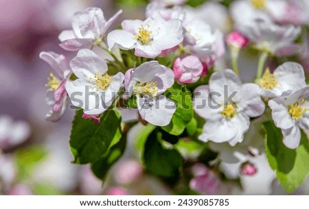 appletree blossom branch in the garden in spring
 Royalty-Free Stock Photo #2439085785