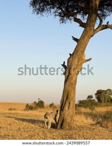a nice capture picture of a cheetah in the savannah 