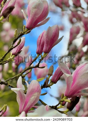 Beautiful bright pink magnolia flowers
