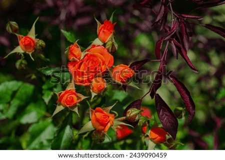The branch of orange roses inthe garden in summer day. Beautiful roses with a drops of water