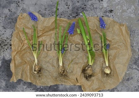 Grape hyacinth and hyacinth bulbs. Top view. Grunge photo. Gardening.
